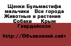 Щенки Бульмастифа мальчики - Все города Животные и растения » Собаки   . Крым,Гвардейское